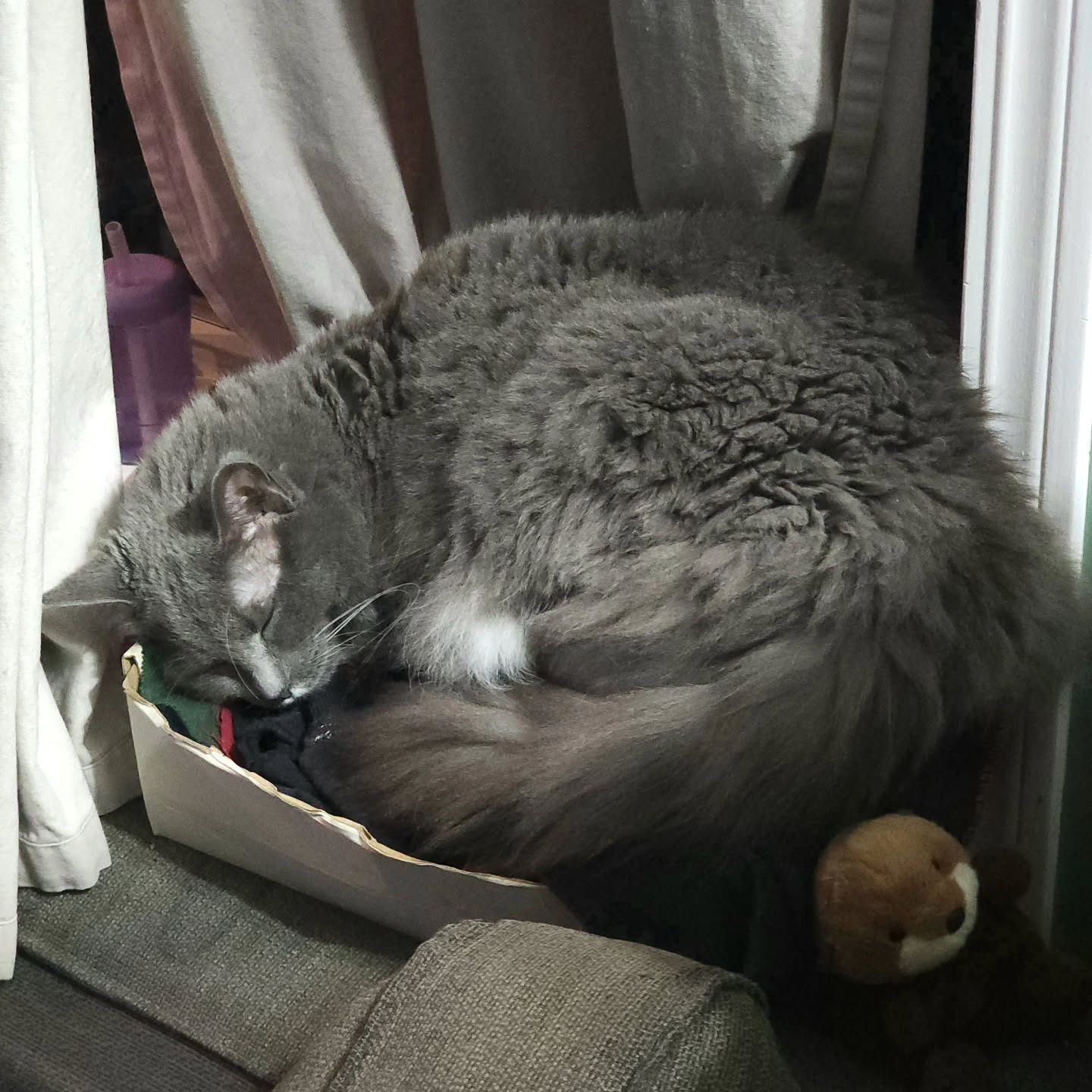 Emrys, a gray cat, sleeping curled up on top of a small box filled with what looks like fabric scraps.