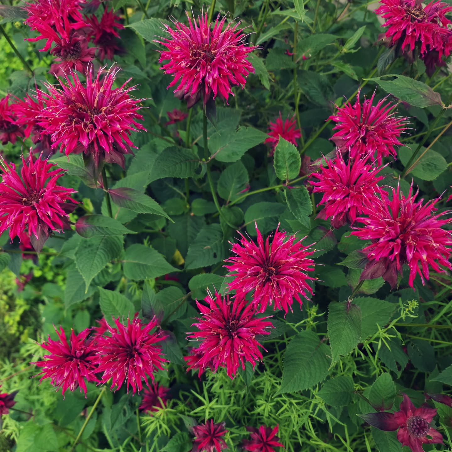 Downy woodmint in full bloom
