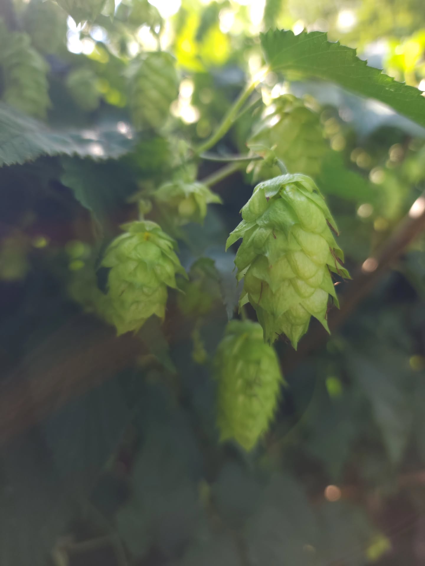 Mature hop cones on a bine.